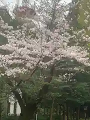 春日神社の自然