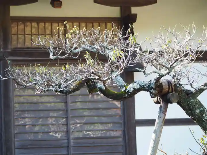 長壽寺(長寿寺)の自然