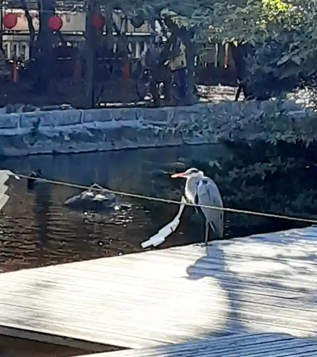 平塚八幡宮の動物