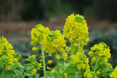 玉田神社(京都府)