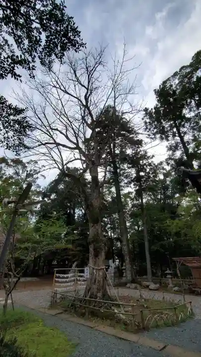 小御門神社の自然