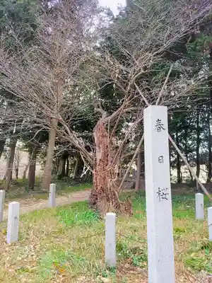 春日神社の自然