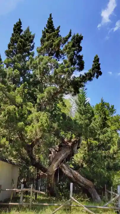 佐田神社の自然