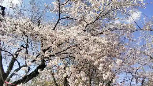 平野神社の自然