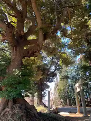 大宮神社の自然