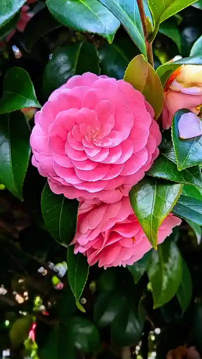 白金氷川神社の自然