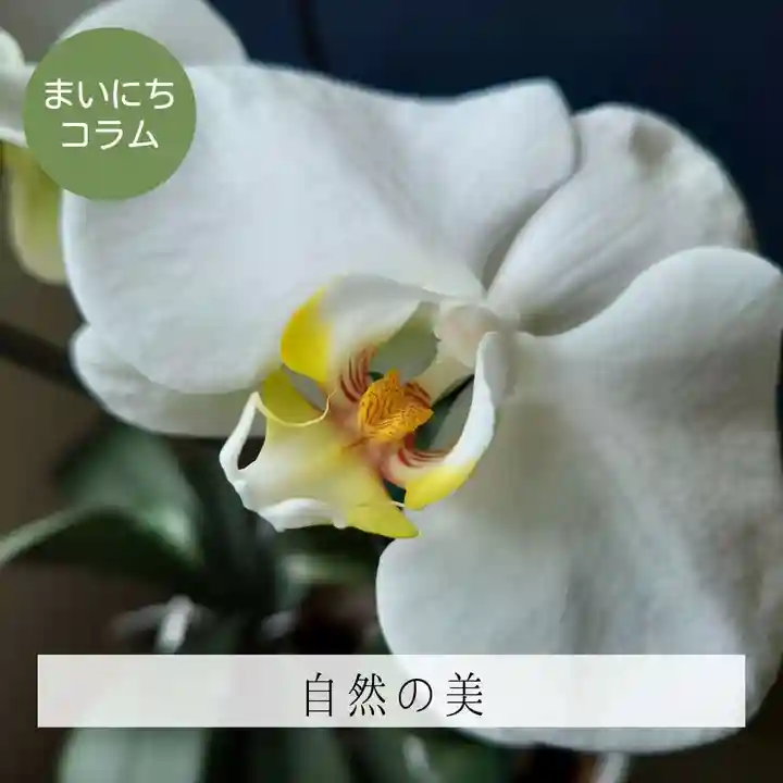 壽徳寺 じゅとくじ(福島県)