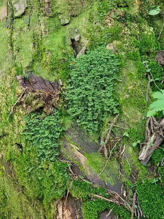 戸隠神社奥社(長野県)