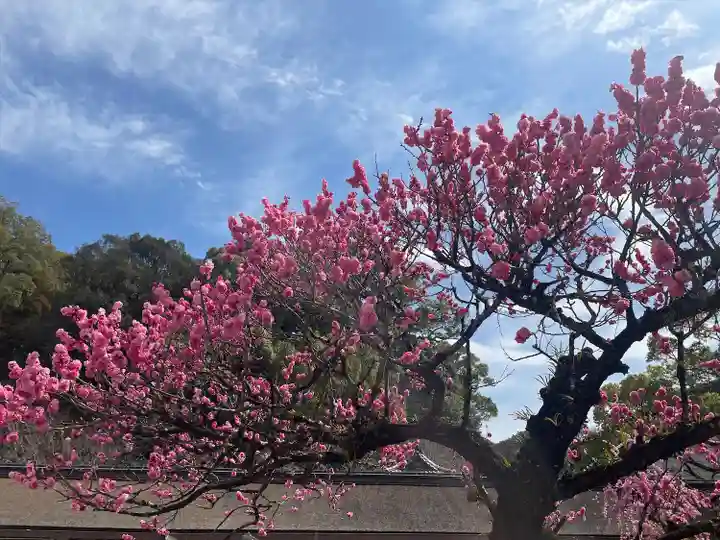 太宰府天満宮(福岡県)