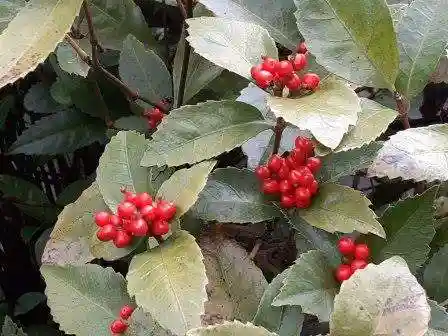 西方山極楽寺の自然