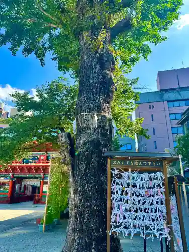 神田神社（神田明神）のおみくじ