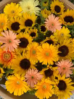 彌都加伎神社の手水舎