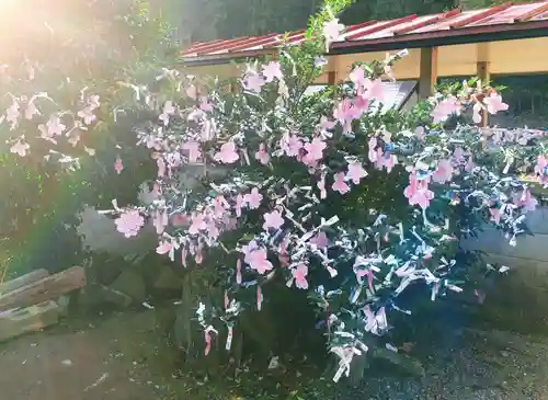 櫻田山神社のおみくじ