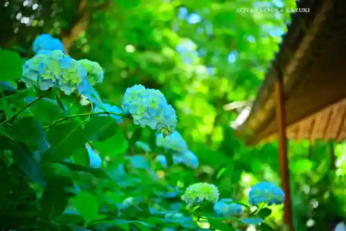 明月院(神奈川県)