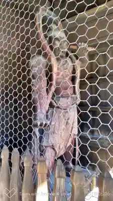 高幡不動尊 金剛寺の仏像