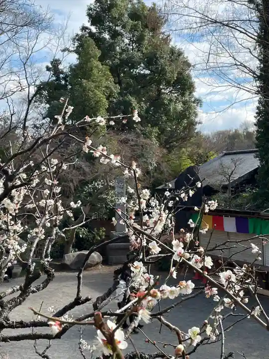 深大寺(東京都)