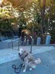 武蔵御嶽神社の動物