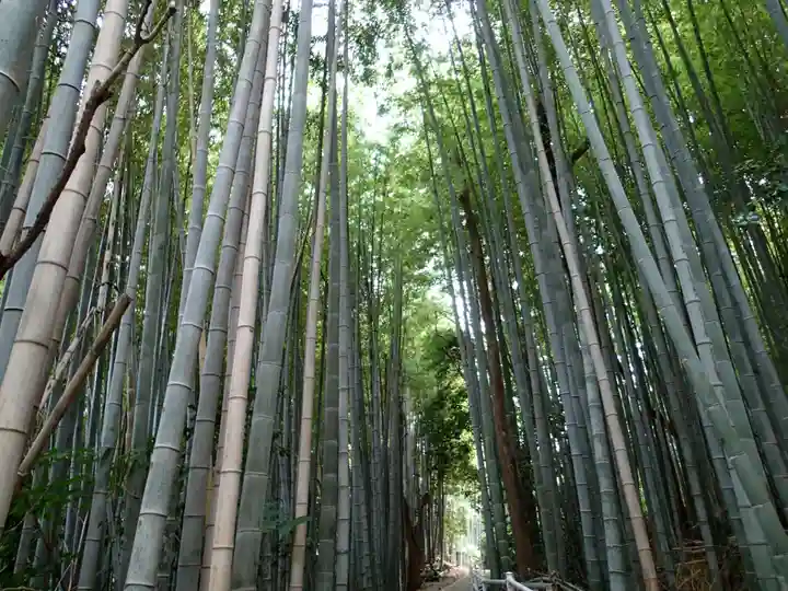 静火神社の自然