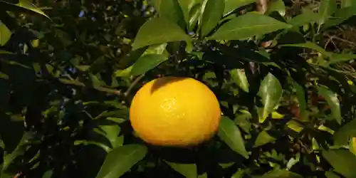 平野神社の自然