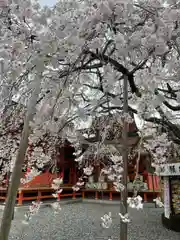 富士山本宮浅間大社の自然