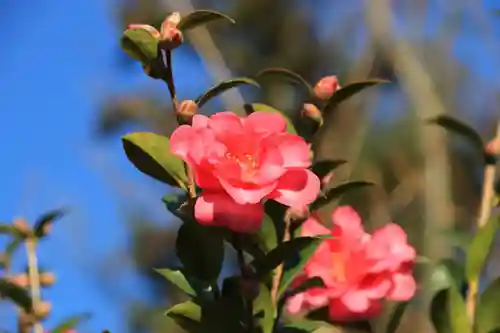 阿久津「田村神社」（郡山市阿久津町）旧社名：伊豆箱根三嶋三社の庭園