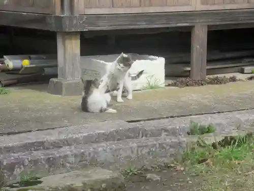 須賀神社の動物