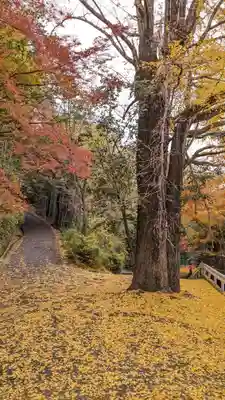 観音寺（山崎聖天）(京都府)