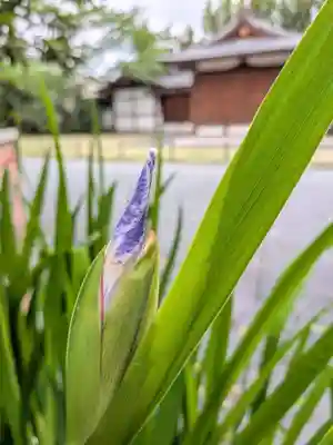 阿佐ヶ谷神明宮(東京都)