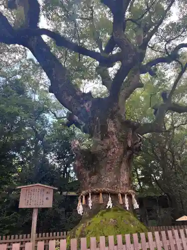 熱田神宮の自然