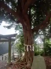 玉前神社(千葉県)