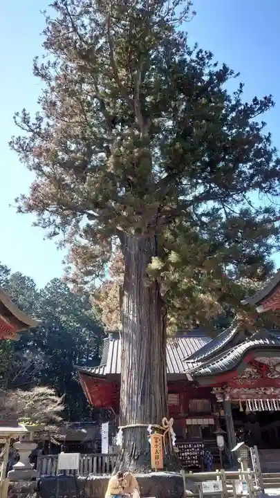 北口本宮冨士浅間神社の自然