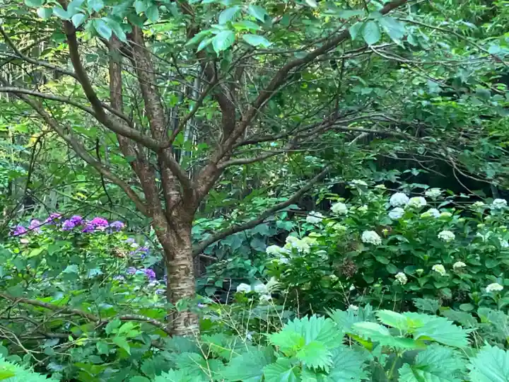 大山祇神社の自然