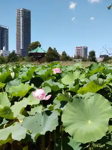 寛永寺不忍池弁天堂の庭園