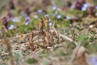 高松山観音寺の自然