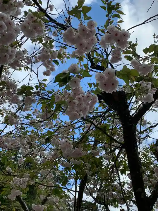 宝珠山 立石寺の自然
