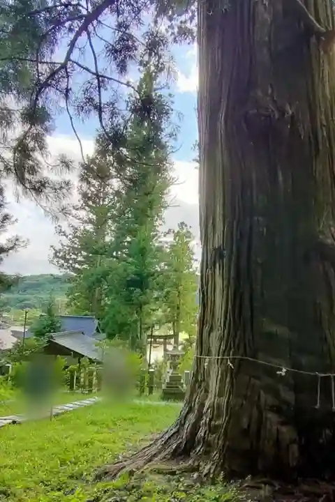 夏井諏訪神社の自然