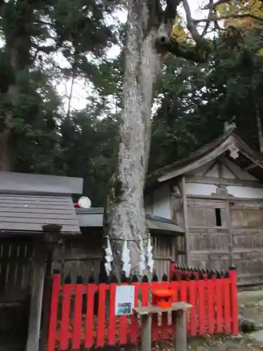 日吉大社の自然