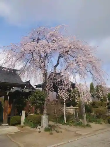 東光寺の{uncategorized: "未分類", other: "その他", undefined: "問題あり", building: "その他建物", grave: "お墓", sacred_gate: "鳥居", guardian: "狛犬", statue: "像", buddha: "仏像", history: "歴史", nature: "自然", garden: "庭園", animal: "動物", pagoda: "塔", temizu: "手水舎", mountain_gate: "山門・神門", sanctuary: "本殿・本堂", subordinate: "末社・摂社", art: "芸術", scenery: "景色", jizo: "地蔵", ema: "絵馬", goshuin: "御朱印", omikuji: "おみくじ", items: "授与品その他", amulet: "お守り", goshuincho: "御朱印帳", eats: "食事", festival: "お祭り", votive_dance: "神楽", shichigosan: "七五三参", wedding: "結婚式", experience: "体験その他", initially: "初詣", around: "周辺", anti_infection: "感染症対策"}