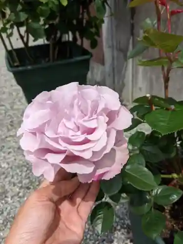 伊勢原 法泉寺の自然