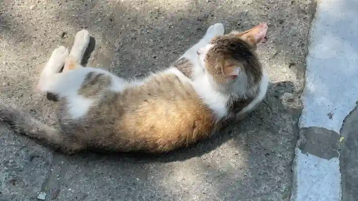 山寺千手院の動物