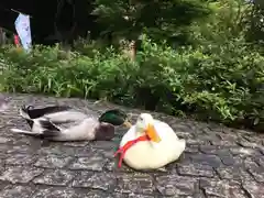 玉簾神社の動物