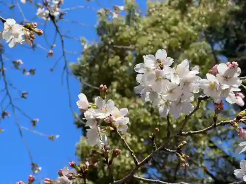 手力雄神社の自然