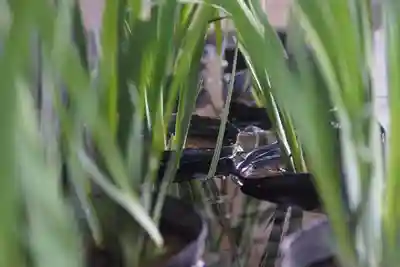 東海市熊野神社の手水舎