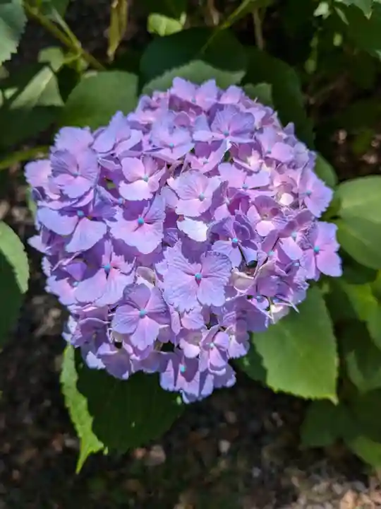 琴似神社(北海道)