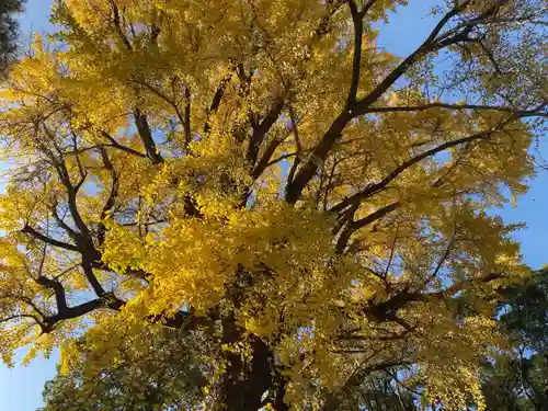 平塚八幡宮(神奈川県)
