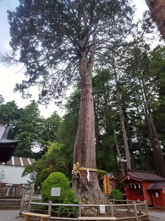北口本宮冨士浅間神社の自然