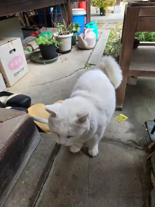 梅宮大社(京都府)