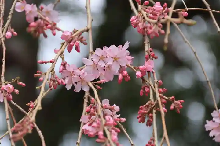 三島八幡神社の自然