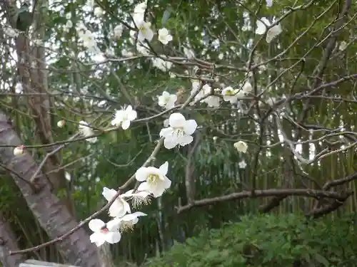 浄光明寺の自然