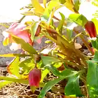 寿量山 速成寺の自然